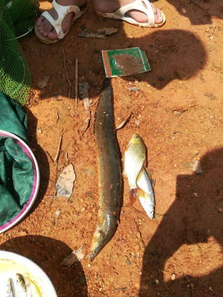 高山水库钓鱼, 钓上一公斤钢鳅王, 五百卖出