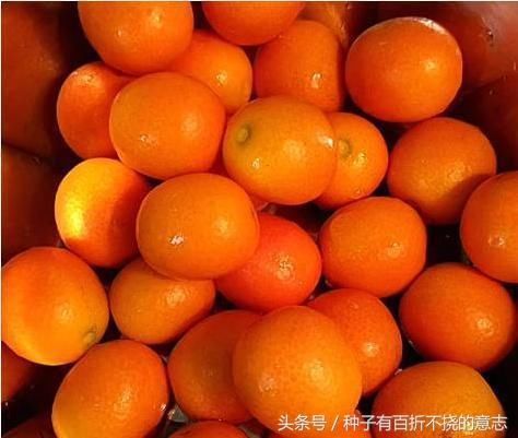 两个止咳小妙招,宝宝咳嗽再也不慌,一口就能止