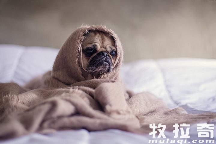 狗狗传染性气管支气管炎有什么症状?犬传染性