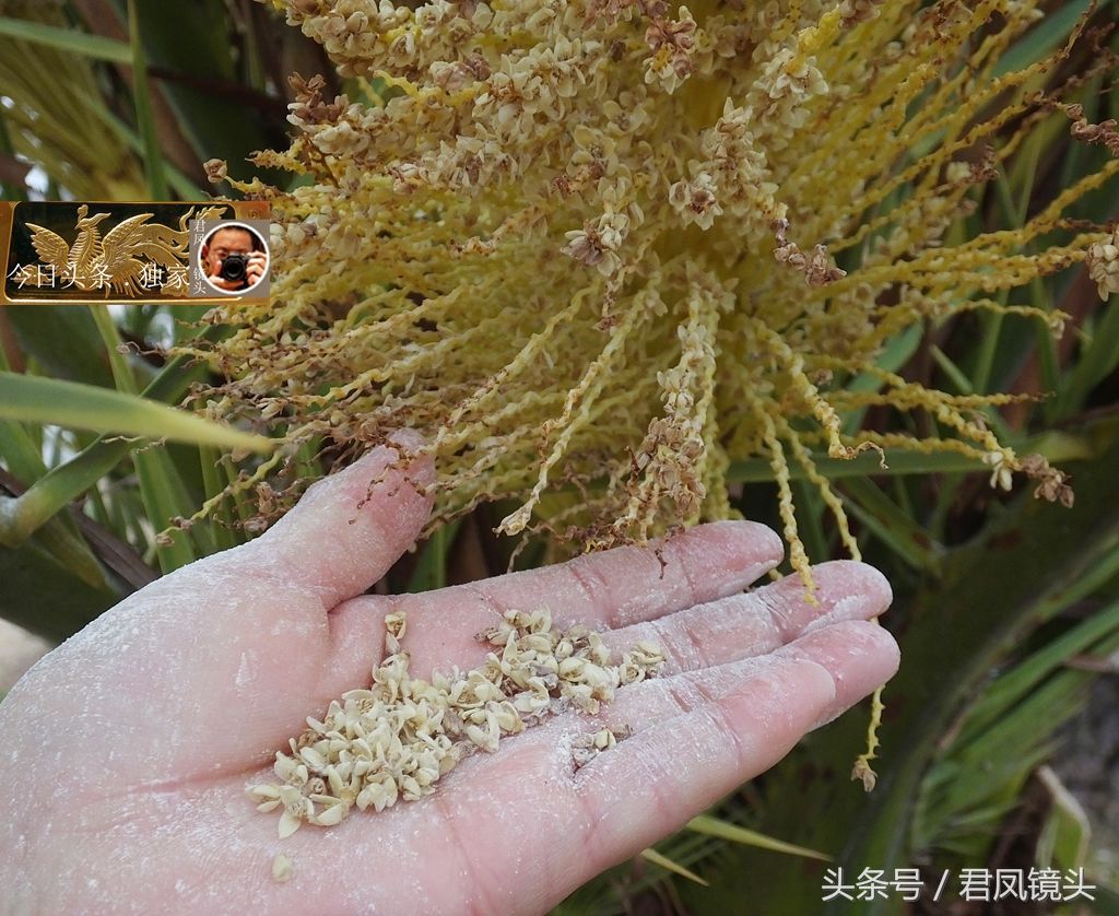 湖北宜昌:景观树长得像菠萝!名叫椰枣树,只开花