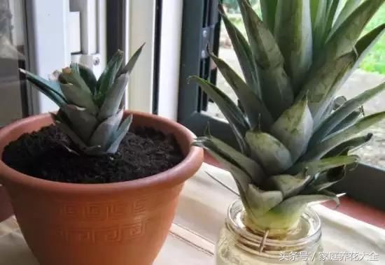 盆栽菠萝自己种,不仅好吃,还能清热解暑!