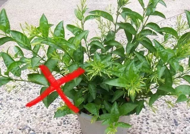 家里养花别乱养,7种花'镇宅旺财',3类花是'大忌