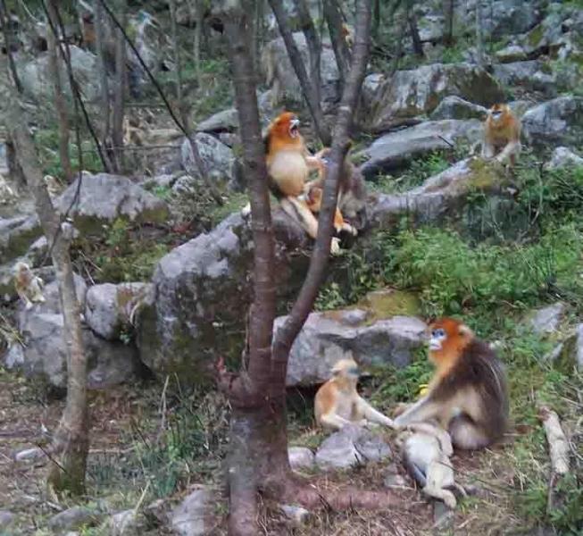 小金丝猴不幸夭折 猴妈妈生死不离