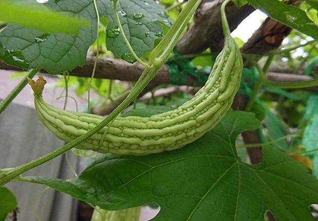 老中医:苦瓜的作用很大,但是这类人一定不要吃,小心致癌