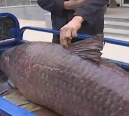 渔民捕到条230斤 渔民捕到条230斤