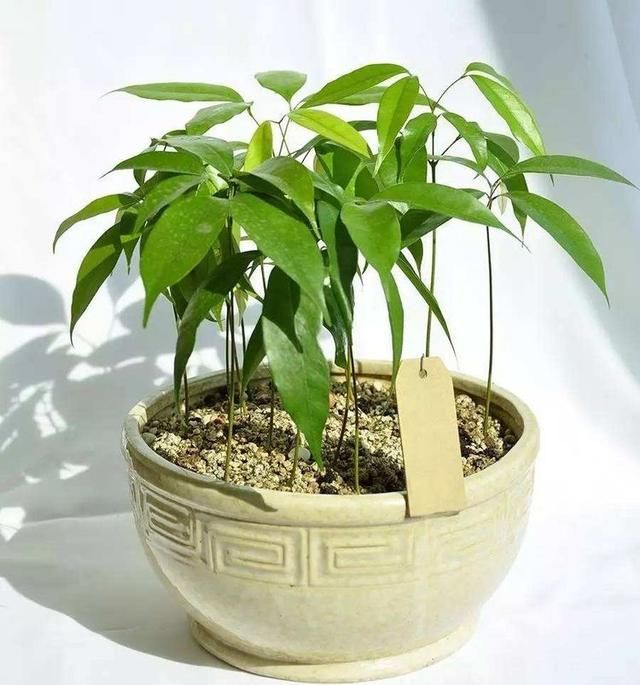 老婆可能是杨贵妃转世,老梦见荔枝树,她还真把