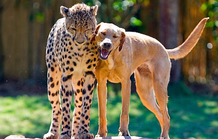 跨物种的爱!老虎和猪当哥们 狐狸爱上鸡