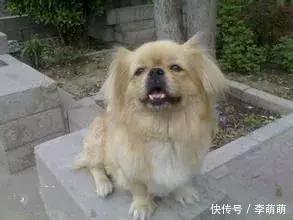 中国的39种土狗,每一种都超帅!