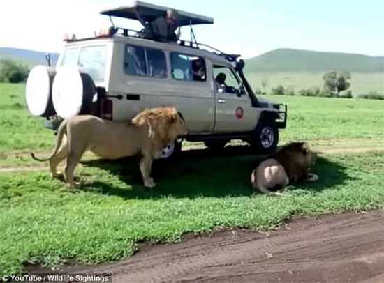 不要命！男子开车窗偷摸狮子 下一秒遭狮吼被吓傻