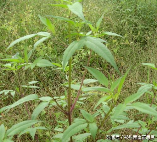 鬼針草―民間草藥治高血壓高血脂效果好