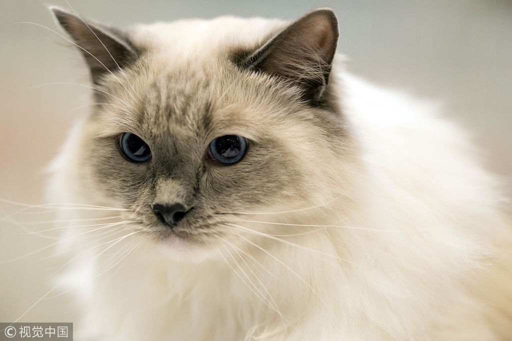 当地时间2018年10月27日，英国伯明翰，当地举办第42届“冠军猫展”，800多只各种品种的猫咪亮相参展。“冠军猫展”是欧洲最大的猫咪盛会之一。