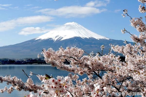 樱花被尊为日本精神的象征,日本国花的美丽传