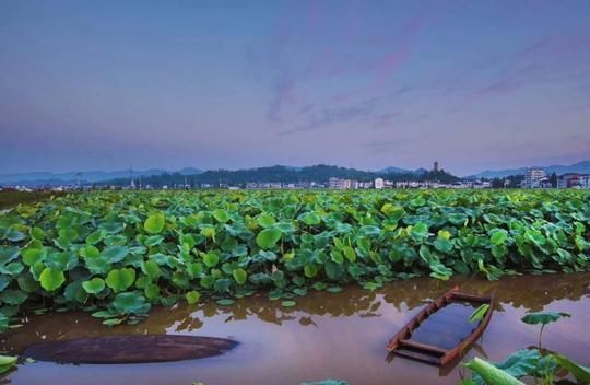 本月27日 2018四川开江第五届荷花节开幕