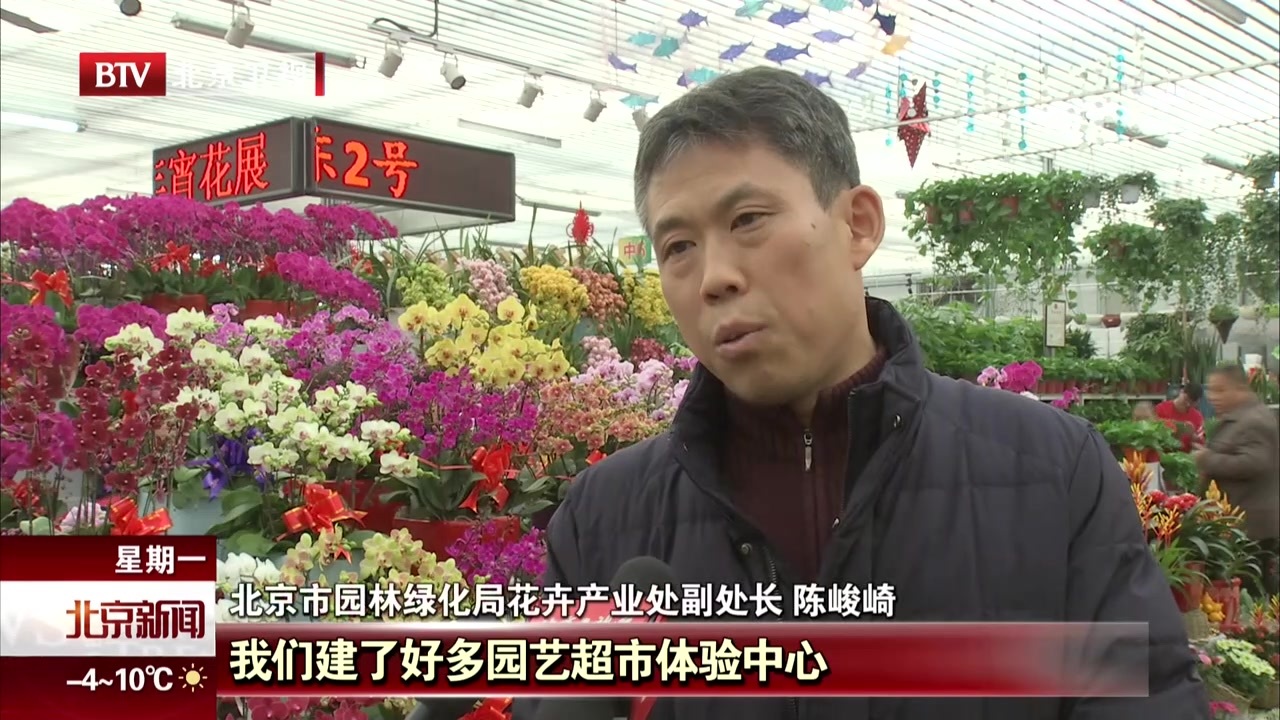 2019年北京市场投放年宵花1000万盆