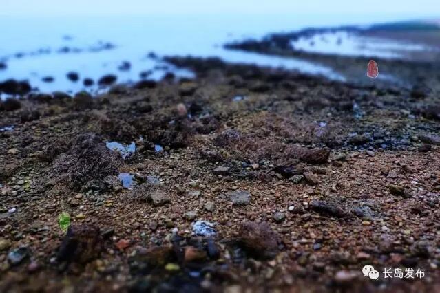 【长岛故事】炕板石:腊月的赶海乐园