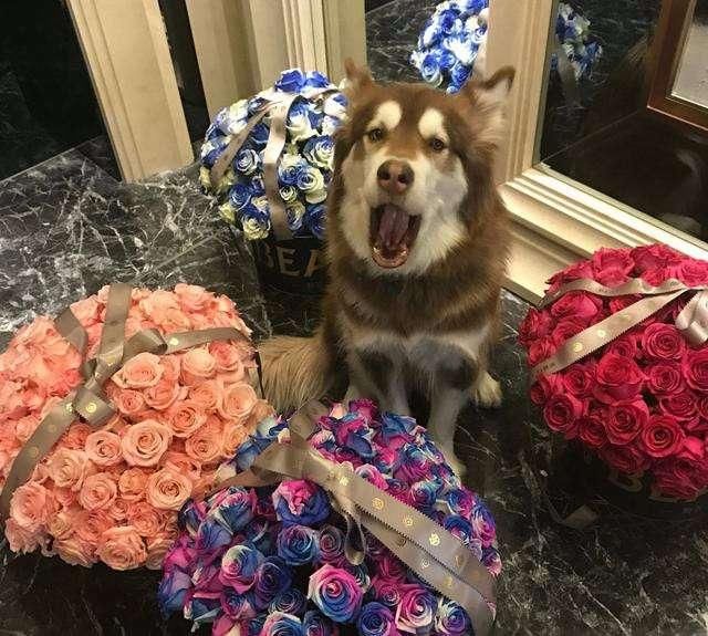 王思聪的司机一个月挣多少钱?回答:比不上一条