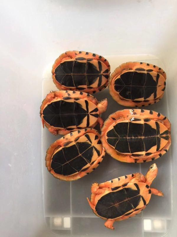 2018年最火的宠物龟应该是金钱龟了,因为价格