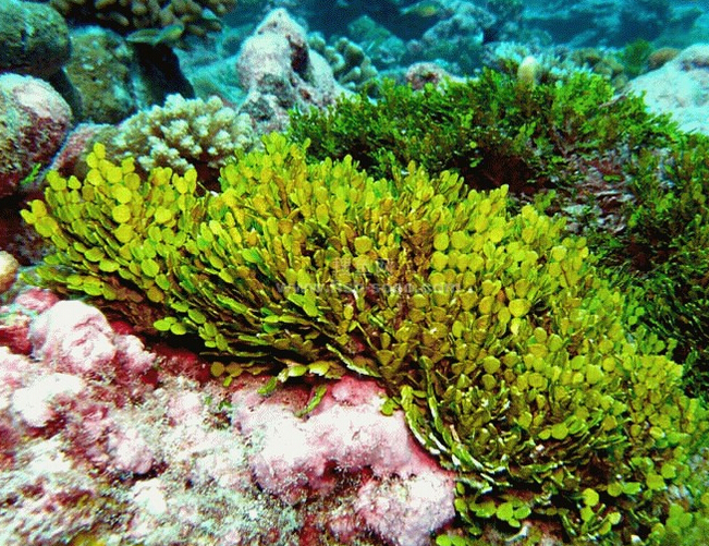马尾藻海洋流图片