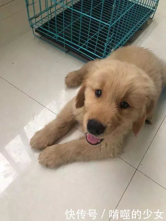 金毛每次见到儿子都特别兴奋,但儿子总是打它