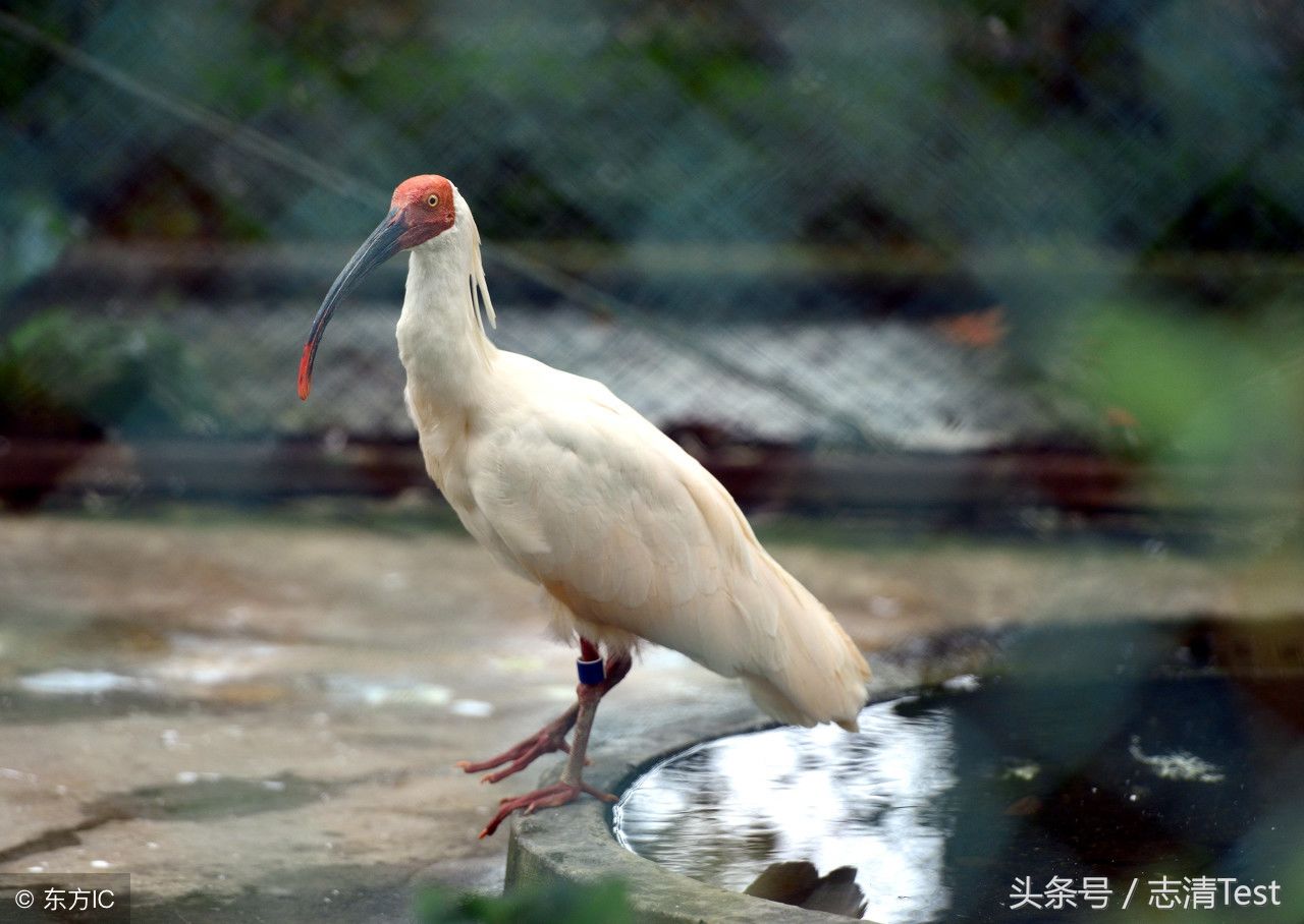 十大保护动物之一:中国最珍稀的鸟类,被誉为东
