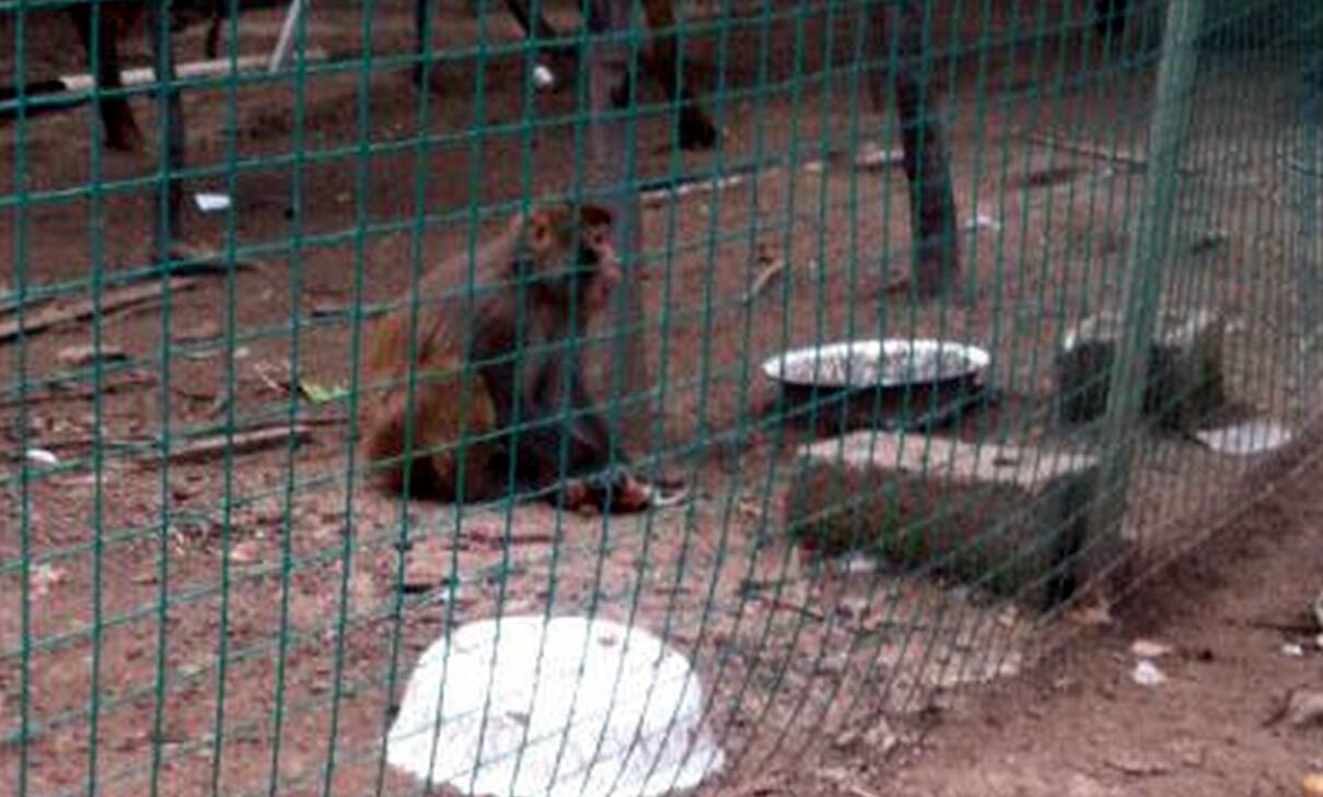 江苏徐州“野猴”大闹养鸡场 蹂躏死多只鸡 江苏徐州“野猴”大闹养鸡场 蹂躏死多只鸡