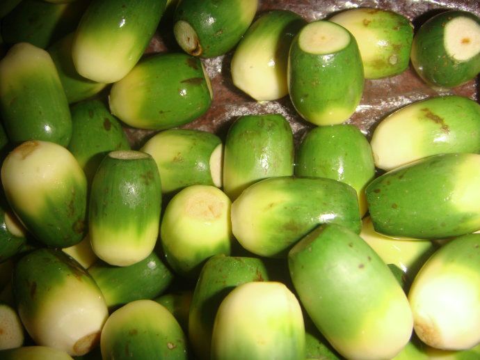 这种水果属于一级致癌物, 毒性堪比砒霜, 却还有