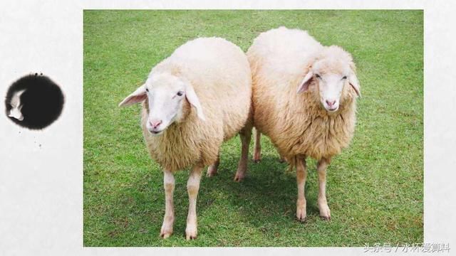 7月,生肖羊秒变富贵羊,鹏程万里,扶摇直上!