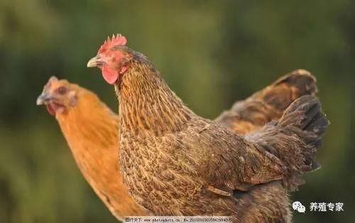 新手养鸡技术基础,新手养鸡怎么打销路