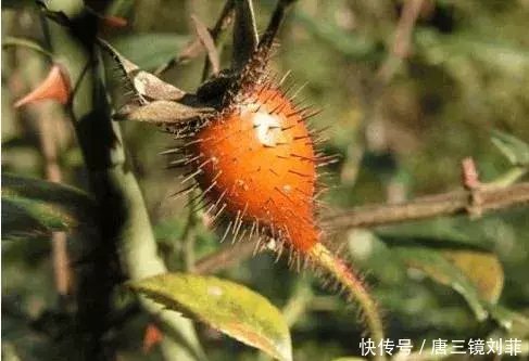 金樱子根泡酒的功效,金樱子泡酒最佳方法