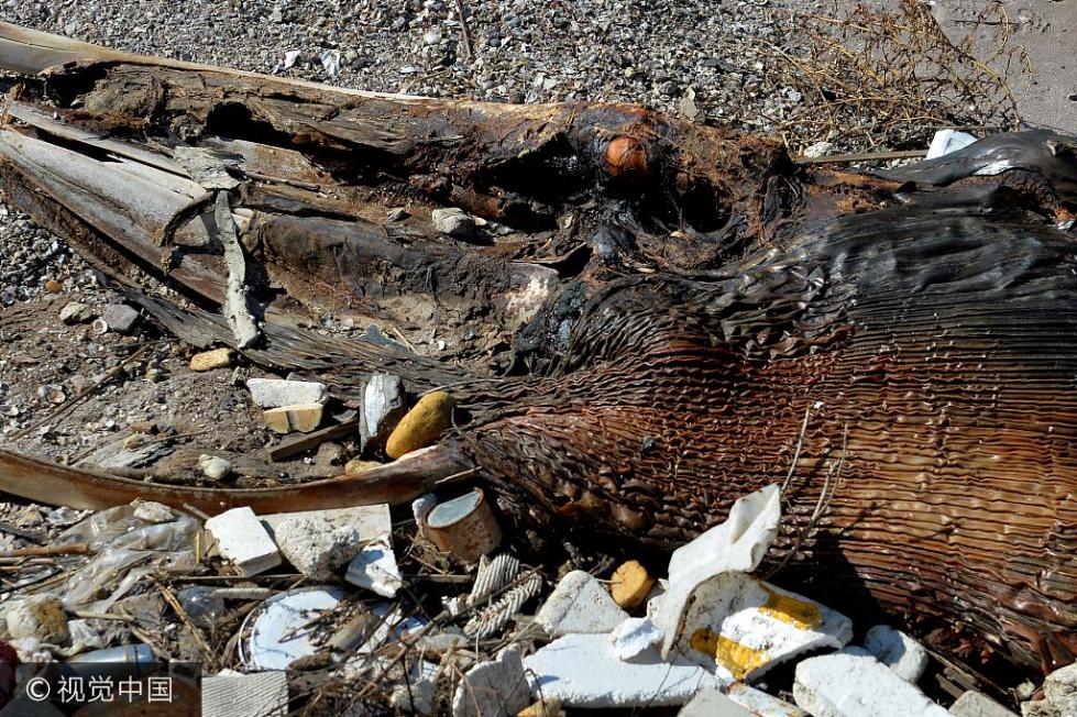 青岛海滩现巨型生物遗骸 面相恐怖