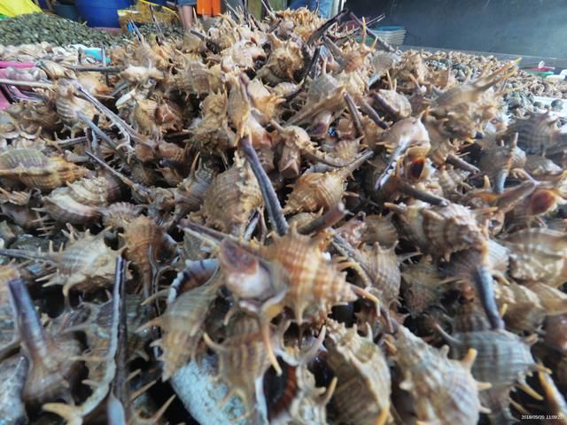 休渔期就没有海鲜吃了吗?带你去钦州的海鲜市