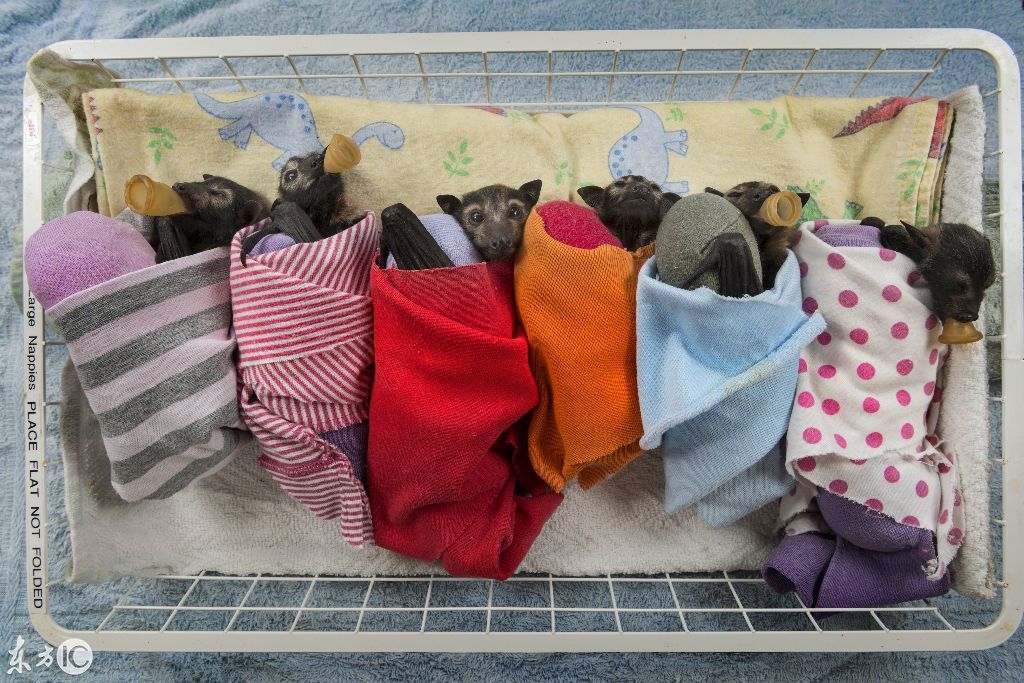 南非可爱的河马宝宝人类交起了朋友每3个小时