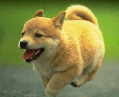 鞭炮声中好运到,戊戌狗年鸿运当头,喜讯说来就