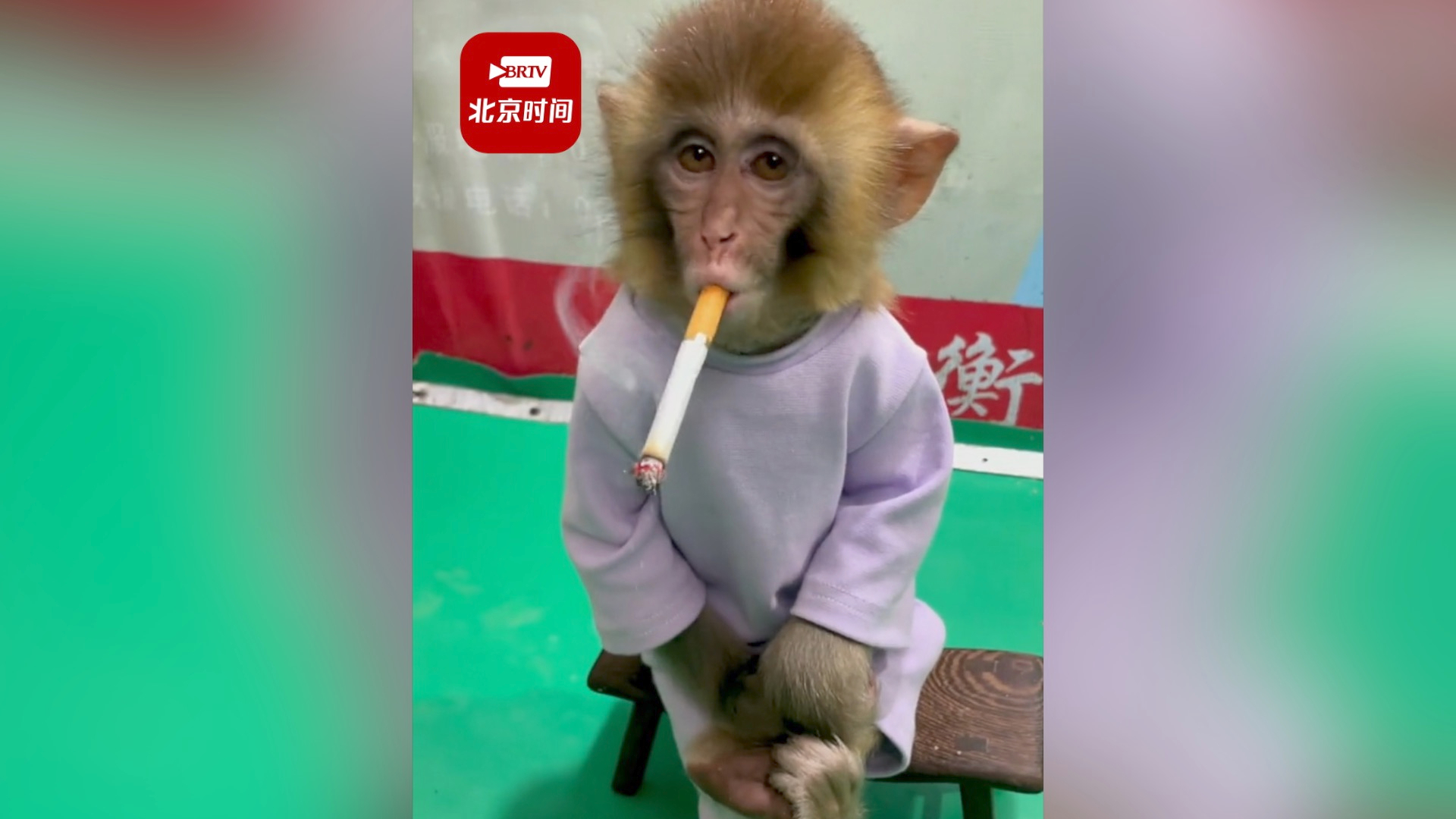 衡水野生动物园回应发布猴子抽烟视频：拍个公益宣传片，已下架