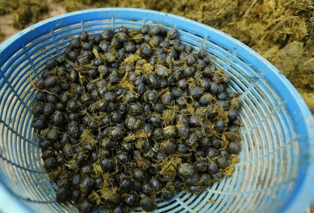 泰国村庄的人都在养大象为的是粪便产出的咖啡