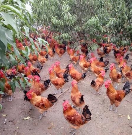 2018农村生态土鸡养殖场创业计划书怎么写?