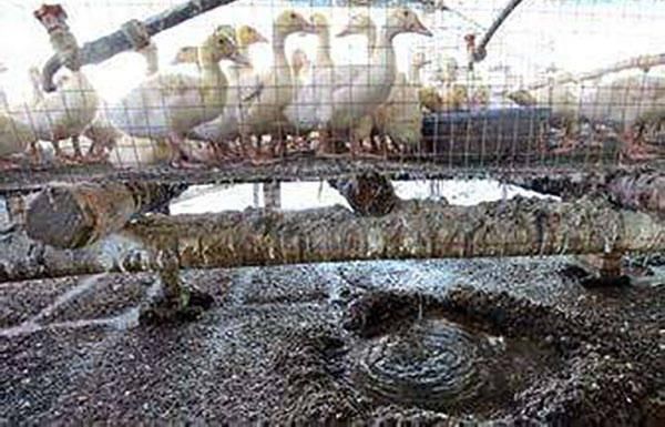 乡村振兴下农村水污染现状及分析