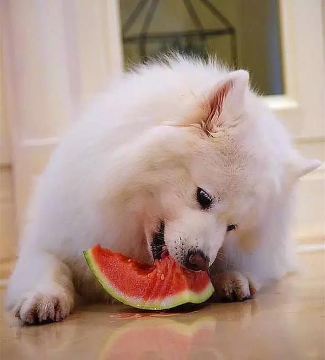 狗狗把喵星人西瓜给吃了,猫咪很伤心,狗:对不起偷了你的瓜