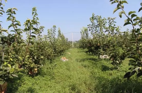 桐柏县:埠江金芙蓉农场成为电商扶贫、生态扶