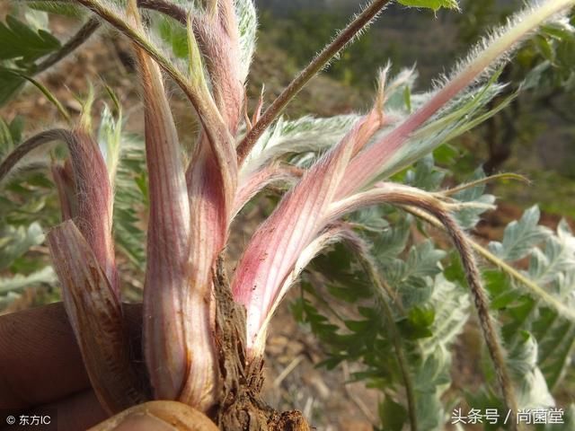 故鄉的野菜:農村有一種野草叫