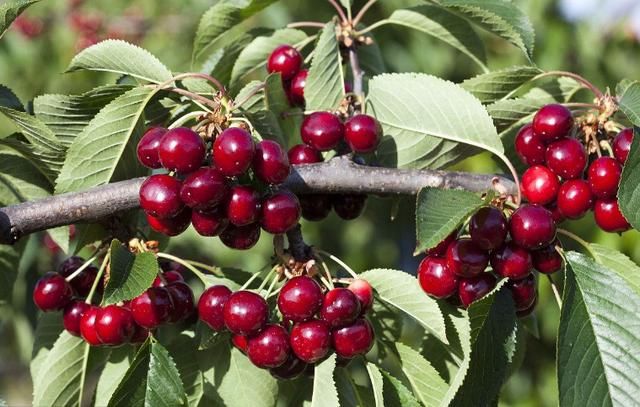 关于苗木种植梨树、桃树、樱桃树、苹果树、花