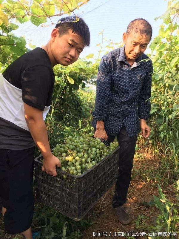 退伍军人张以春 沿海盐碱滩涂长出致富果