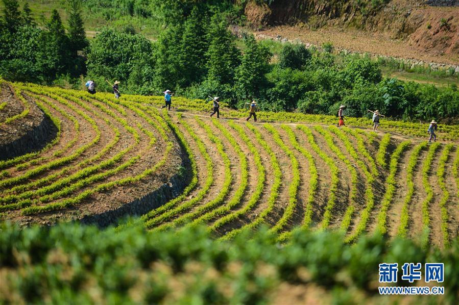 浙江湖州：废弃矿山变茶山 山林修筑“致富路