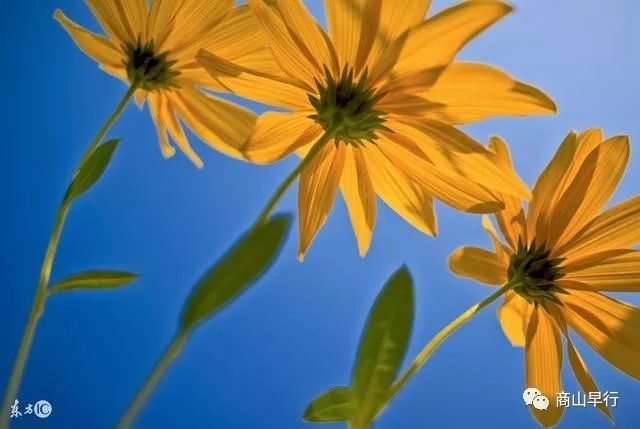 外媒:2018年全球经济危机四伏, 黑天鹅 又会是