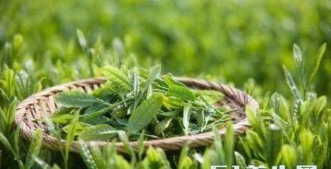 什么中药泡水喝能祛湿?