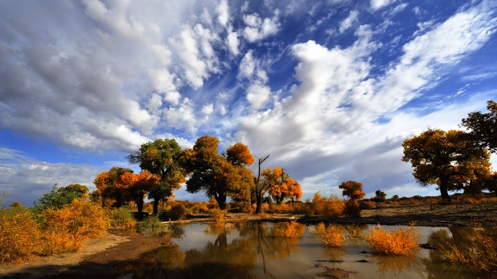 从硅化木到胡杨林 看丝路时间代码 从硅化木到胡杨林 看丝路时间代码