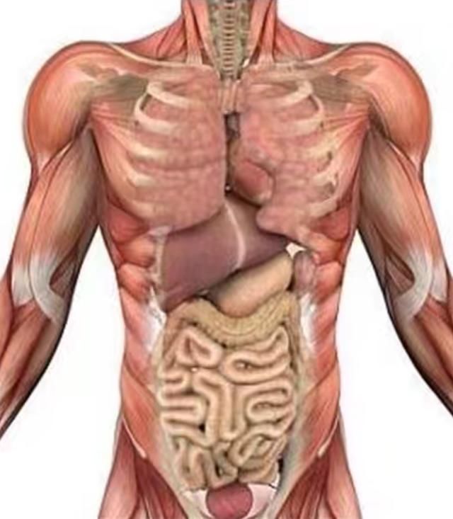 科学家发现新器官 有望推动医学领域的巨大进