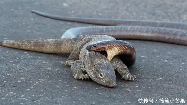 蛇缠着大蜥蜴,一口咬住脖子:送你一条围巾,蜥蜴:不要,滚