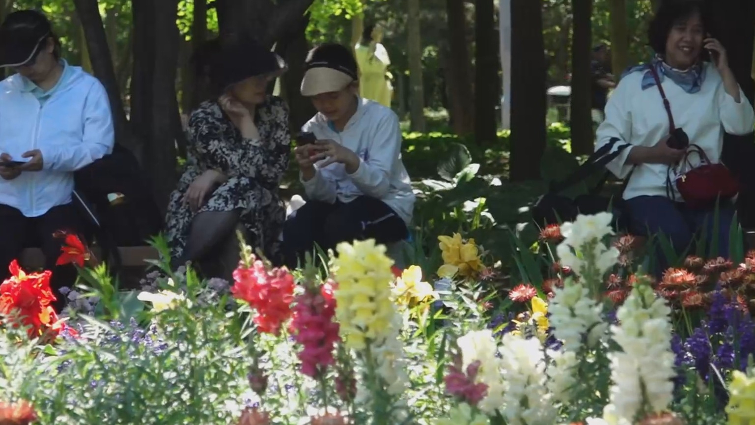 海淀区首批花园城市示范项目——“莫奈花园”成为新晋网红打卡地