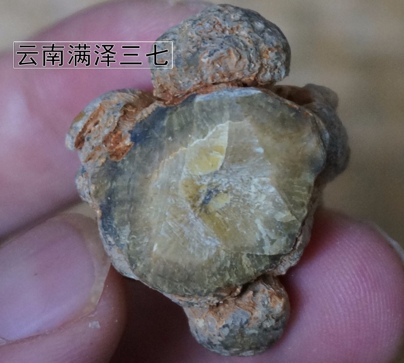 云南三七几个头是什么意思,三七几个头的好